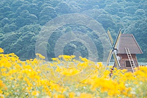 Windmill and chrysanthemum field