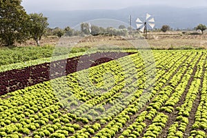 Windmill and crops growing on Lasithi Plateau, Crete