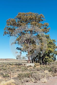 Windmill, dam, large trees, on road between Loxton and Fraserburg