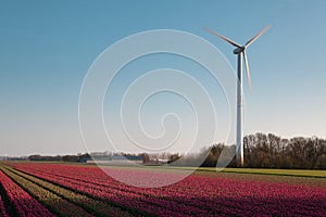 Windmill and Dutch tulips