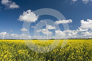 Windmill Farm