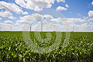 Windmill Farm and Cornfields
