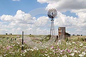 Windmill on a farm between cosmos flowers in the Free State. photo