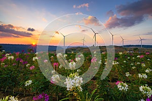 Wind power turbines generating clean renewable energy for sustainable development