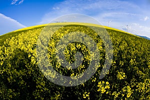 Windmill and field