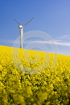 Windmill and field