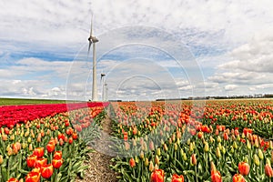 Windmill in a field of flowers