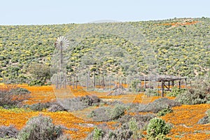 Windmill in a field of orange and yellow wild flowers