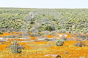 Windmill in a field of orange and yellow wild flowers