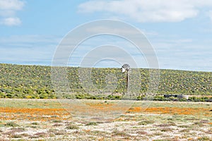 Windmill in a field of orange and yellow wild flowers