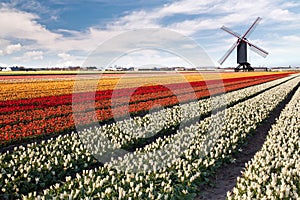 Windmill on field of tulips