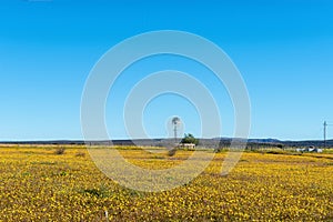 Windmill in a field of yellow wildflowers at Matjiesfontein farm