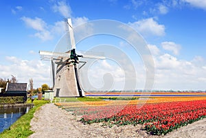Windmill and flower fields photo