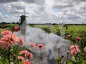 Windmill and flower landscape in Holland photo