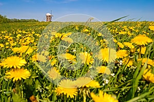 Windmill in flowering field.