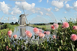 Windmill and flowers in Holland