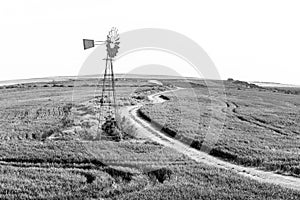 Windmill between green wheat fields. Monochrome