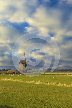 windmill with herd of sheep in Noord Holland, Netherlands