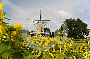 Windmill In Holland