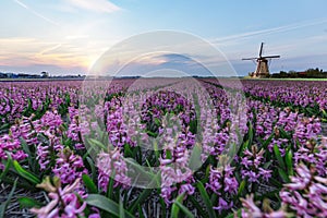 Windmill at the hyacinth Bulb Farm