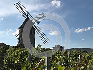 Windmill in the middle of Vineyard in Moulin-a-vent, Beaujolais, France.