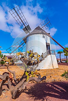 Windmill at museum of Majorero cheese at Fuerteventura, Canary Islands, Spain photo