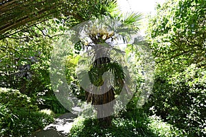 Windmill palm Trachycarpus fortunei  4