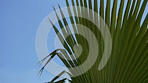 Windmill palm tree palmate with blue sky behind