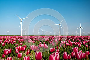 Windmill park turbines, red tulip flower field in the Netherlands, wind mill with flowers green energy