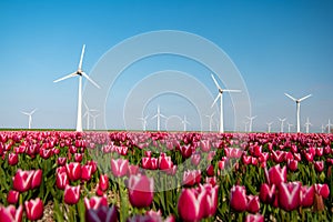 Windmill park turbines, red tulip flower field in the Netherlands, wind mill with flowers green energy