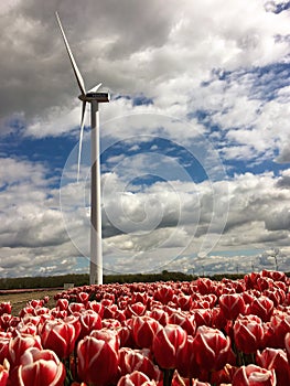 Windmill and pink tulips Flevoland