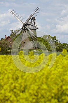 Windmill Seelenfeld (Petershagen, Germany) with colza field