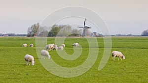 windmill and sheep near Marrum, Friesland, Netherlands