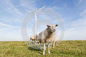 Windmill and sheep in the Netherlands