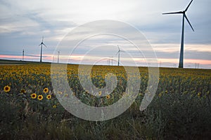 Windmill at sunset in sunflower field