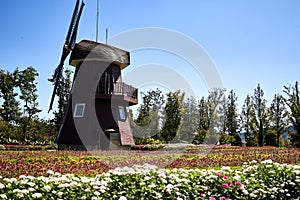 Windmill surrounded by beautiful flowers of white, yellow, and red