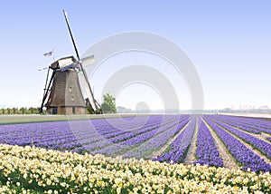 Windmill at the Tulip Bulb Farm