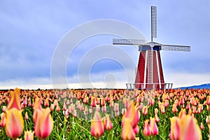 Windmill at a tulip farm in Oregon