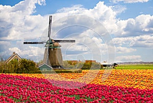 Windmill with tulip field