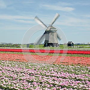 windmill with tulip field near Sint-Maartens-vlotbrug, Netherlan