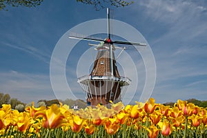Větrný mlýn a tulipány 