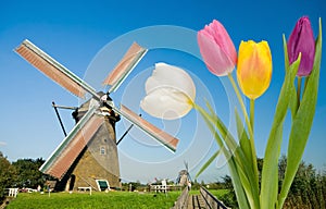 Windmill and tulips