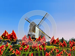 Windmill with tulips. photo