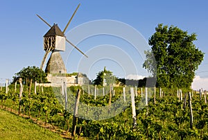 windmill and vineyard near Montsoreau, Pays-de-la-Loire, France