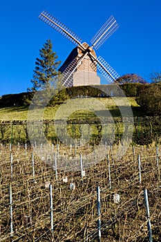 Windmill and vineyard near Verzenay, Champagne Region, Burgundy