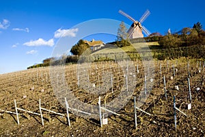 Windmill and vineyard near Verzenay, Champagne Region, Burgundy
