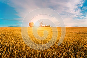 Windmill in wheat field in the evening