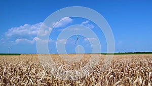Windmill or wind turbines on yellow rural field ripe wheat
