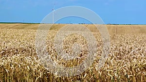 Windmill or wind turbines on yellow rural field ripe wheat.