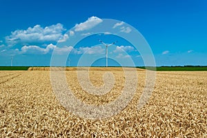 Windmill or wind turbines on yellow rural field ripe wheat. Landscape of an endless agricultural field and blue sky